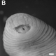 Illustration for article titled Just Discovered: A Leech With Giant Teeth That Lives In Your Nose